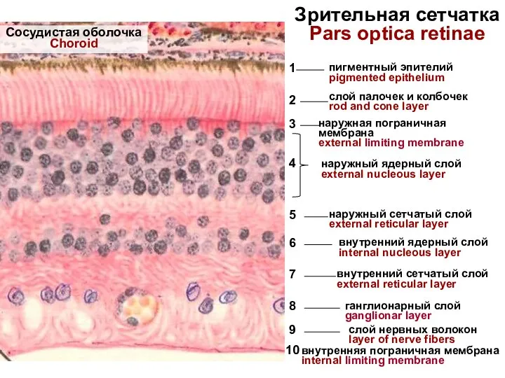 Зрительная сетчатка Pars optica retinae пигментный эпителий pigmented epithelium слой палочек и
