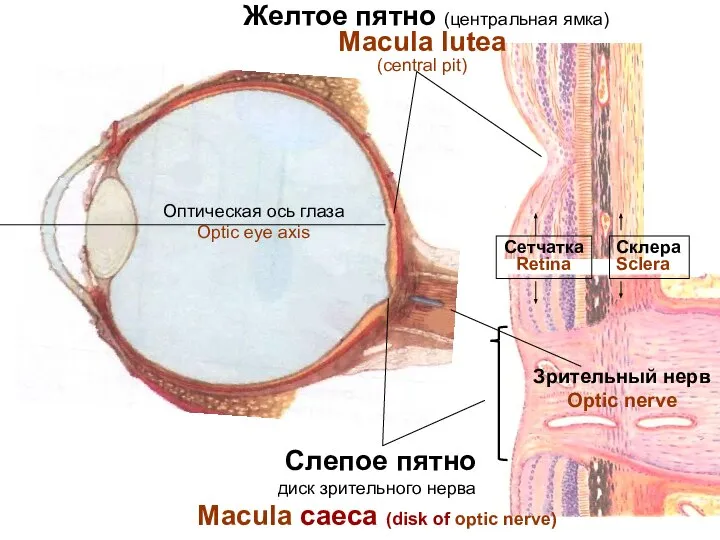 Зрительный нерв Optic nerve Слепое пятно диск зрительного нерва Macula caeca (disk
