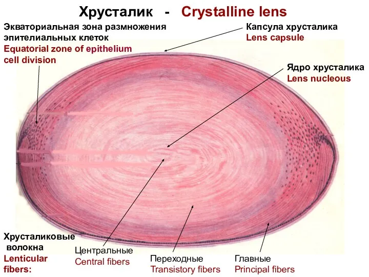 Хрусталик - Crystalline lens Капсула хрусталика Lens capsule Ядро хрусталика Lens nucleous