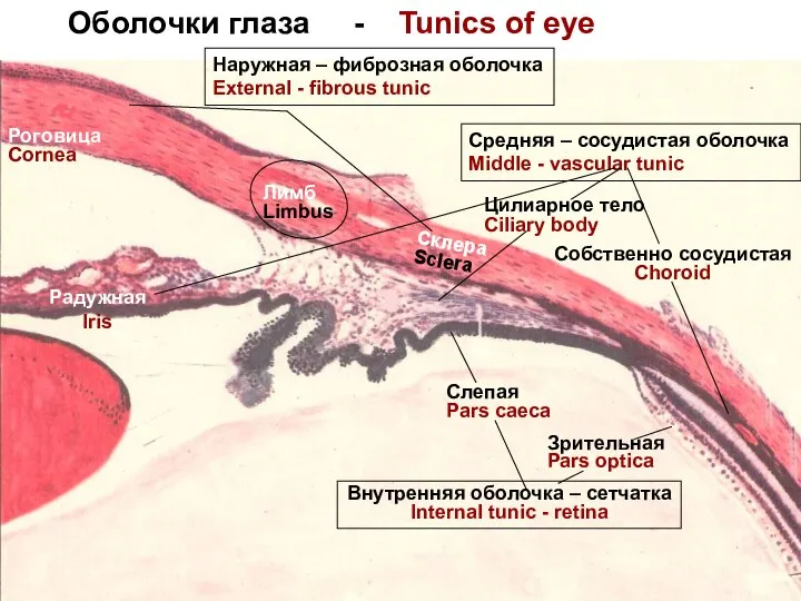 Оболочки глаза - Tunics of eye Наружная – фиброзная оболочка External -