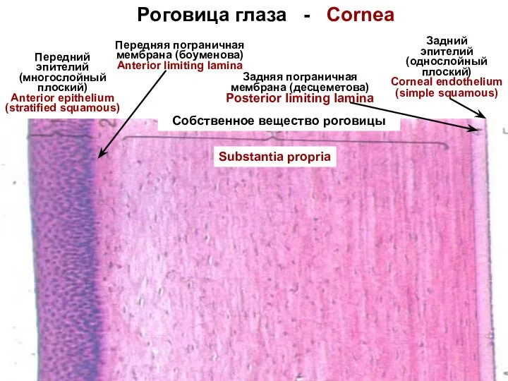 Роговица глаза - Cornea Передняя пограничная мембрана (боуменова) Anterior limiting lamina Задняя