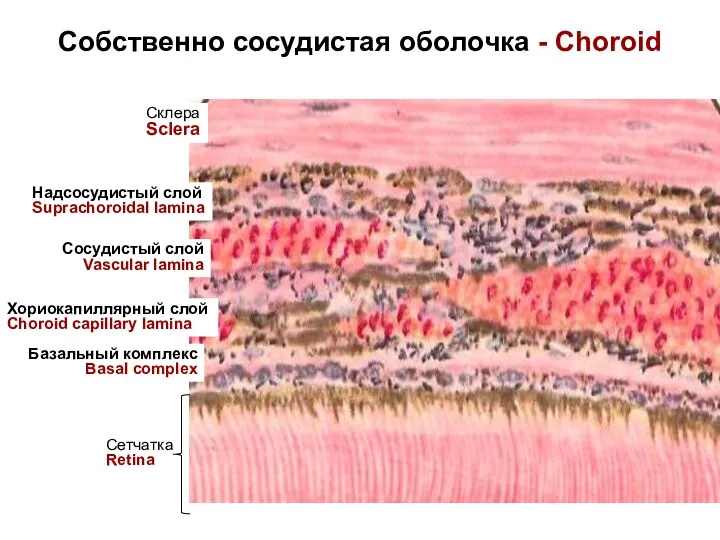 Собственно сосудистая оболочка - Choroid Надсосудистый слой Suprachoroidal lamina Сосудистый слой Vascular