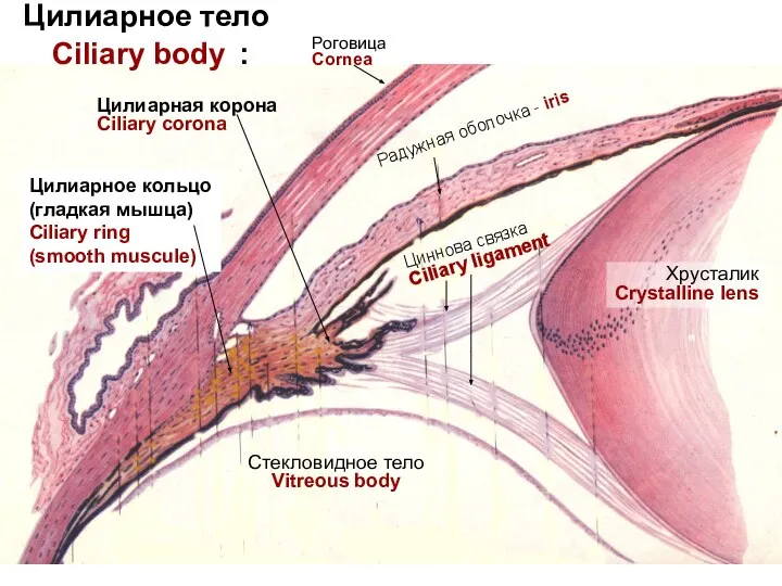 Радужная оболочка - iris Роговица Cornea Циннова связка Ciliary ligament Стекловидное тело