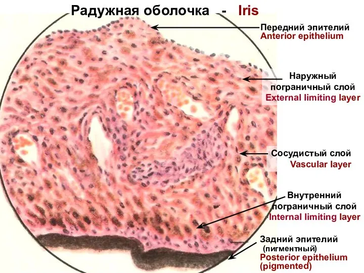 Радужная оболочка - Iris Передний эпителий Anterior epithelium Наружный пограничный слой External