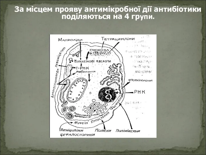 За місцем прояву антимікробної дії антибіотики поділяються на 4 групи.