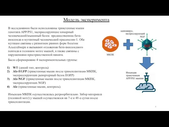 Было сформировано 4 экспериментальных группы: WT (дикий тип, контроль) Alz-EGFP (трансгенные мыши