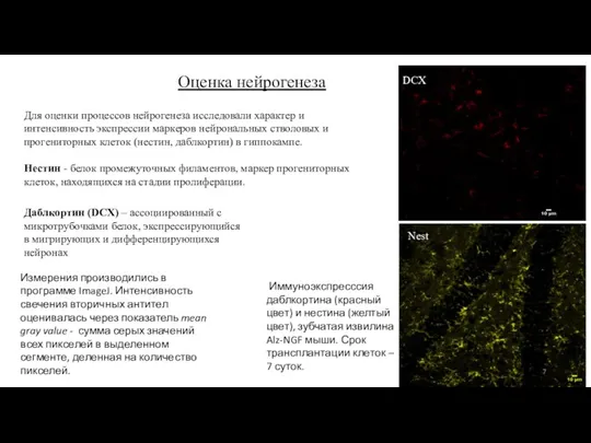 Оценка нейрогенеза Для оценки процессов нейрогенеза исследовали характер и интенсивность экспрессии маркеров