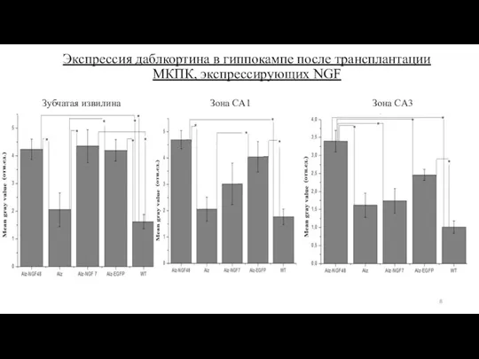 Экспрессия даблкортина в гиппокампе после трансплантации МКПК, экспрессирующих NGF Зубчатая извилина Зона CA1 Зона CA3