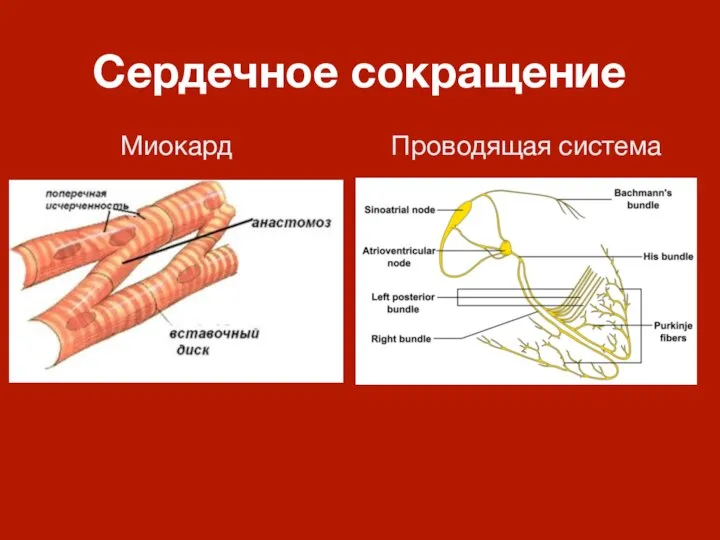 Сердечное сокращение Миокард Проводящая система