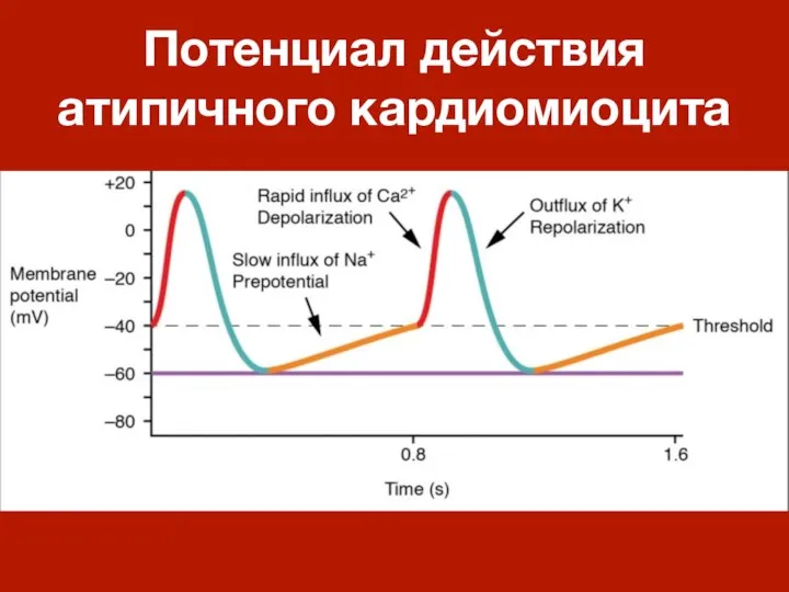 Потенциал действия атипичного кардиомиоцита