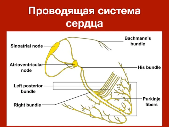 Проводящая система сердца