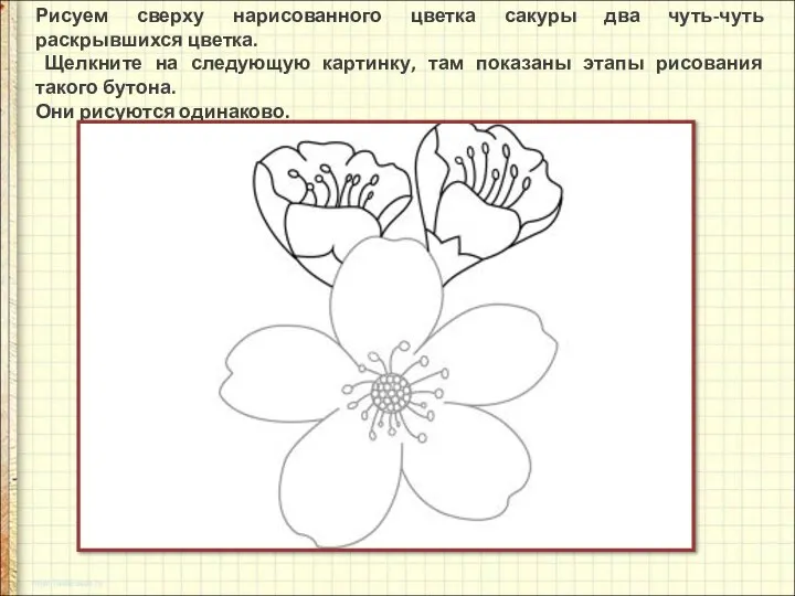 Рисуем сверху нарисованного цветка сакуры два чуть-чуть раскрывшихся цветка. Щелкните на следующую