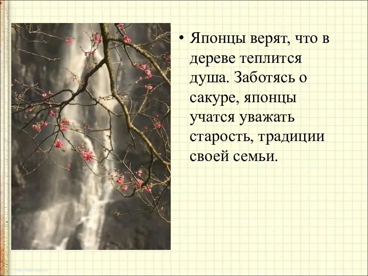 Японцы верят, что в дереве теплится душа. Заботясь о сакуре, японцы учатся