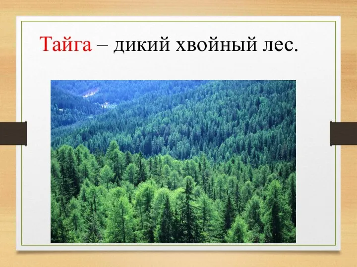 Тайга – дикий хвойный лес.