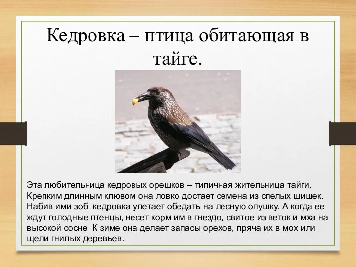 Кедровка – птица обитающая в тайге. Эта любительница кедровых орешков – типичная