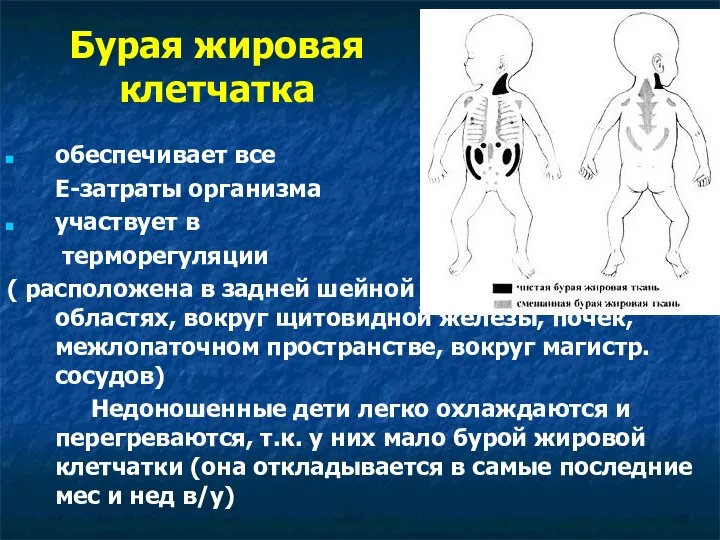 Бурая жировая клетчатка обеспечивает все Е-затраты организма участвует в терморегуляции ( расположена