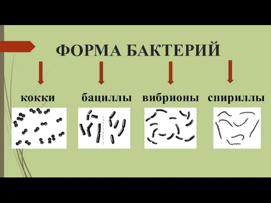 ФОРМА БАКТЕРИЙ кокки бациллы вибрионы спириллы