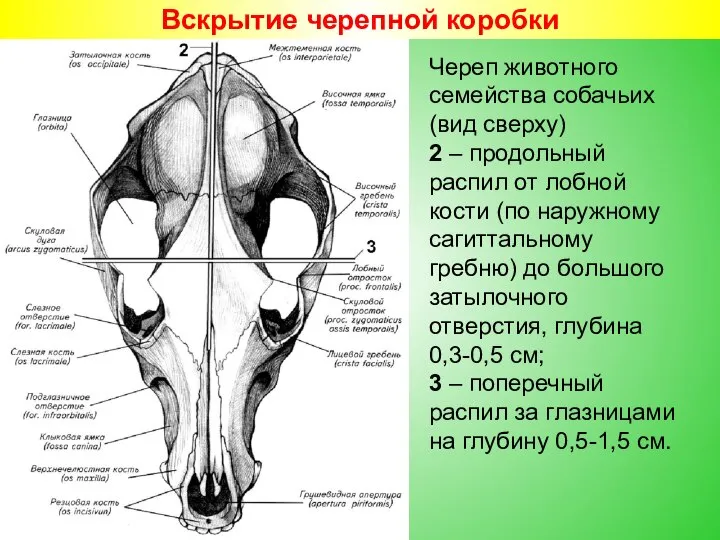 Вскрытие черепной коробки Череп животного семейства собачьих (вид сверху) 2 – продольный