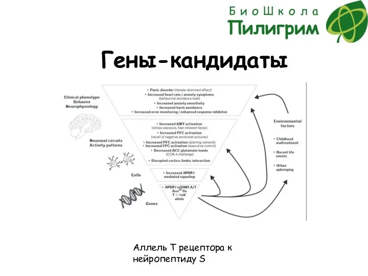 Гены-кандидаты Аллель Т рецептора к нейропептиду S