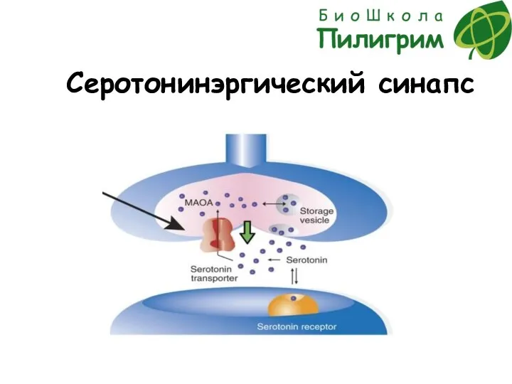 Серотонинэргический синапс