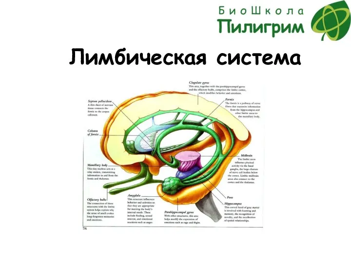 Лимбическая система