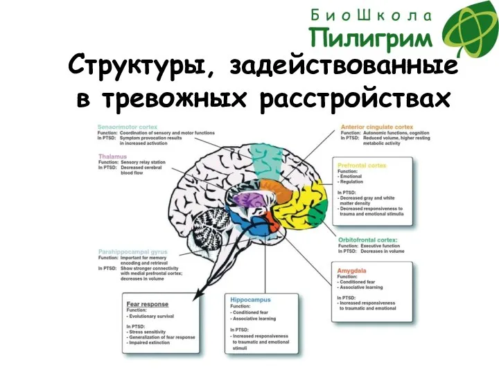 Структуры, задействованные в тревожных расстройствах