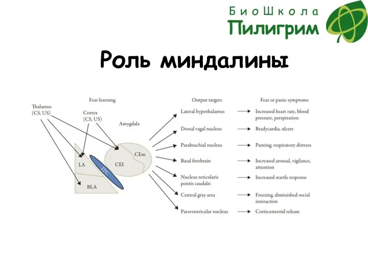 Роль миндалины