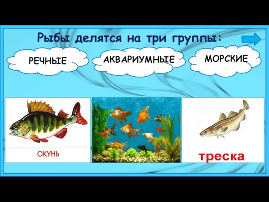 Рыбы делятся на три группы:
