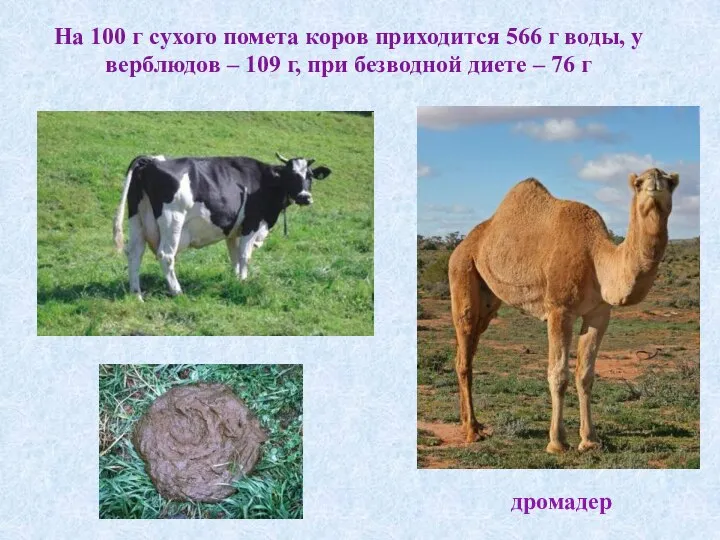 На 100 г сухого помета коров приходится 566 г воды, у верблюдов