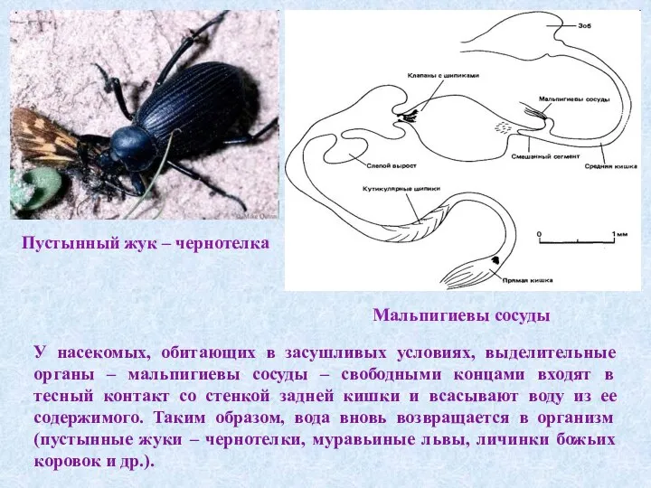 Мальпигиевы сосуды Пустынный жук – чернотелка У насекомых, обитающих в засушливых условиях,