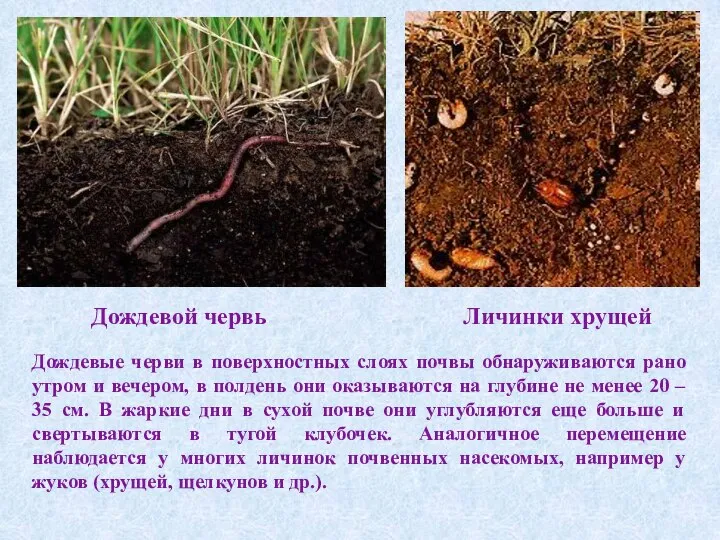 Дождевой червь Личинки хрущей Дождевые черви в поверхностных слоях почвы обнаруживаются рано