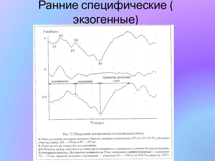 Ранние специфические ( экзогенные)