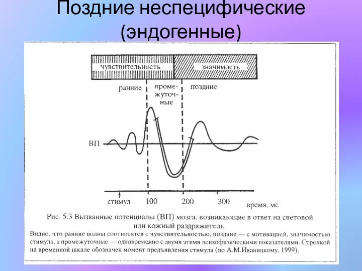 Поздние неспецифические (эндогенные)