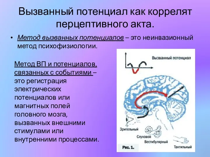 Вызванный потенциал как коррелят перцептивного акта. Метод вызванных потенциалов – это неинвазионный