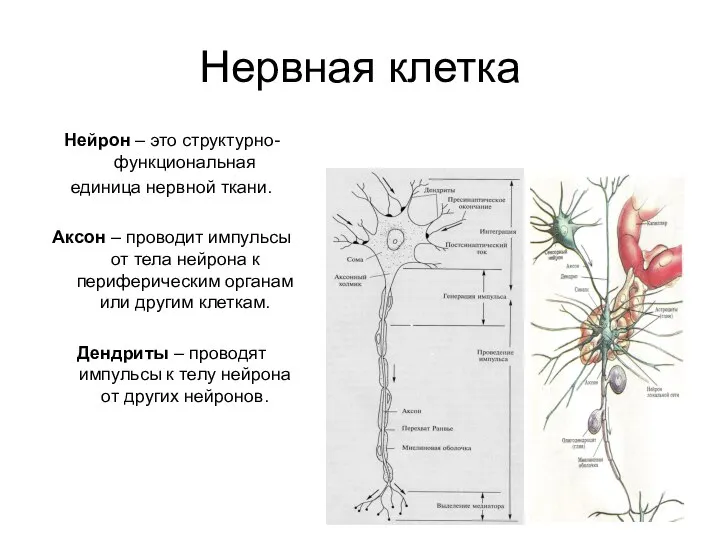 Нейрон – это структурно-функциональная единица нервной ткани. Аксон – проводит импульсы от