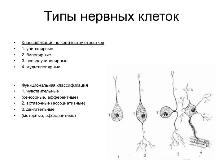 Типы нервных клеток Классификация по количеству отростков 1. униполярные 2. биполярные 3.