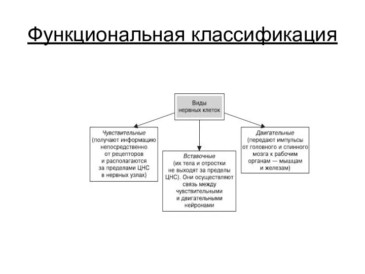 Функциональная классификация