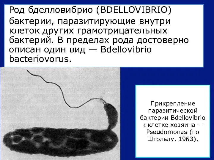 Род бделловибрио (BDELLOVIBRIO) бактерии, паразитирующие внутри клеток других грамотрицательных бактерий. В пределах