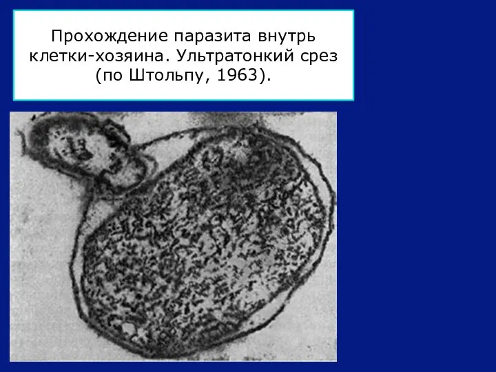 Прохождение паразита внутрь клетки-хозяина. Ультратонкий срез (по Штольпу, 1963).