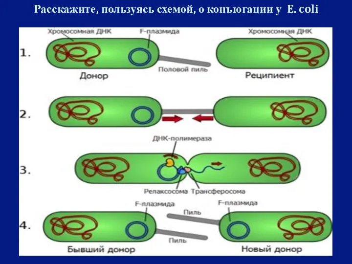 Расскажите, пользуясь схемой, о конъюгации у E. coli