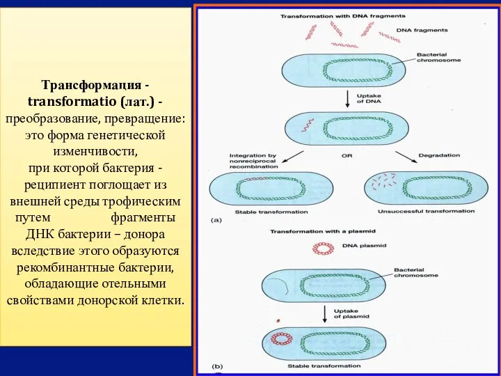 Трансформация - transformatio (лат.) - преобразование, превращение: это форма генетической изменчивости, при