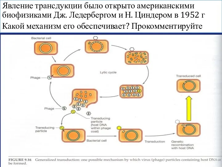 Явление трансдукции было открыто американскими биофизиками Дж. Ледербергом и Н. Циндером в