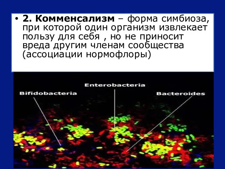 2. Комменсализм – форма симбиоза, при которой один организм извлекает пользу для