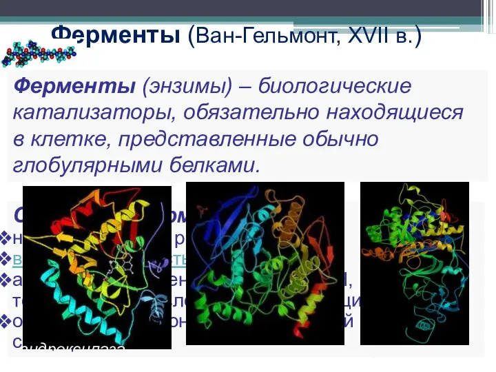 Ферменты (Ван-Гельмонт, XVII в.) Ферменты (энзимы) – биологические катализаторы, обязательно находящиеся в