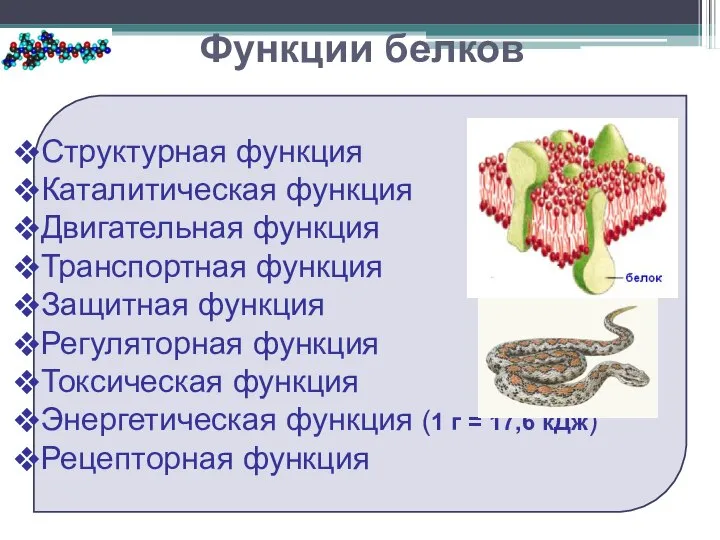 Структурная функция Каталитическая функция Двигательная функция Транспортная функция Защитная функция Регуляторная функция