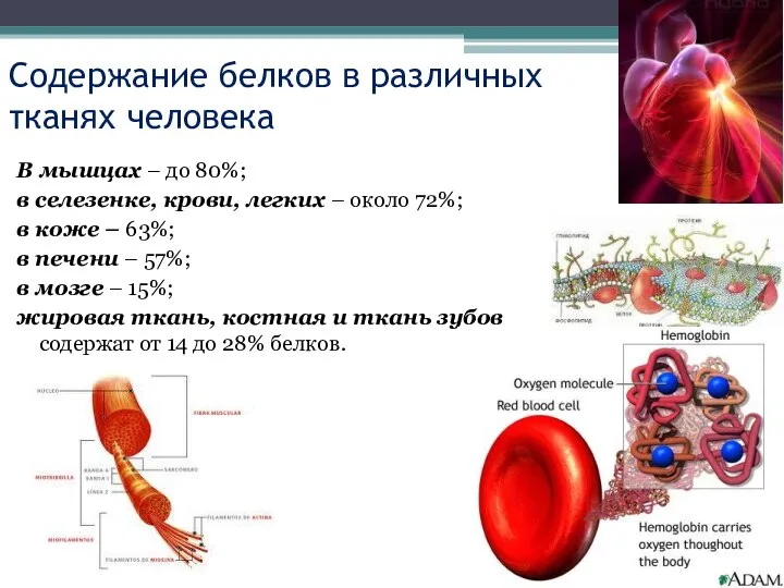 В мышцах – до 80%; в селезенке, крови, легких – около 72%;