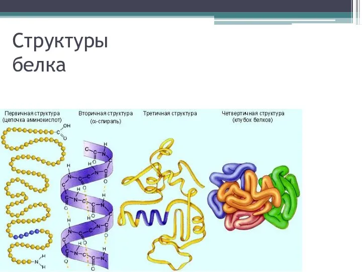 Структуры белка