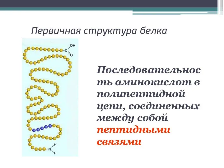 Первичная структура белка Последовательность аминокислот в полипептидной цепи, соединенных между собой пептидными связями