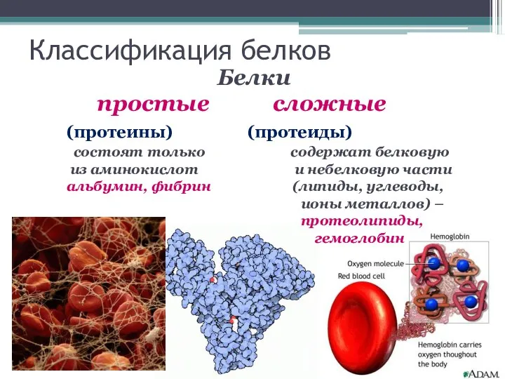 Классификация белков Белки простые сложные (протеины) (протеиды) состоят только содержат белковую из