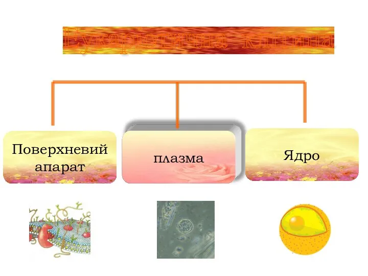 Еукаріотична клітина Поверхневий апарат Ядро
